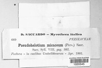 Psilachnum micaceum image
